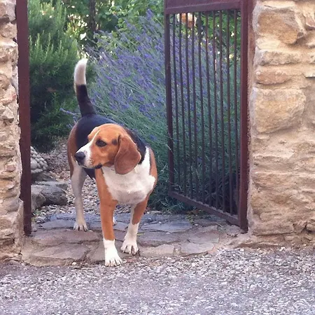 Domaine Des Pins Gite Swimming Pool Garden Bbq Kitchen Bedroom Bathroom Appartamento Bouilhonnac